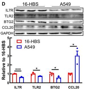 IL17RA Antibody Affinity Biosciences LTD 亲科生物官网