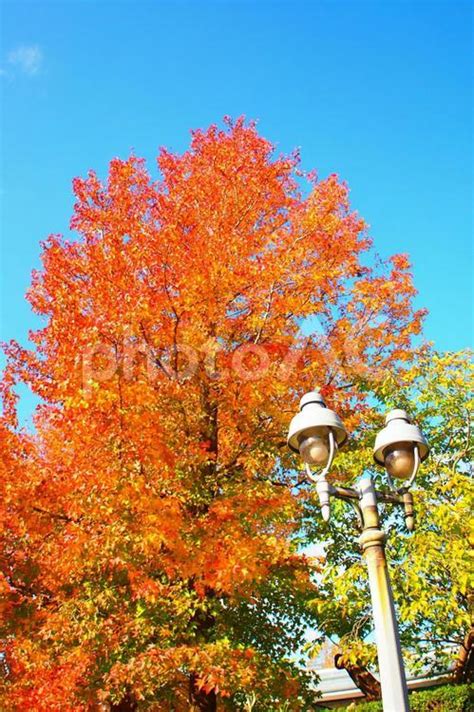 秋空とモミジバフウの木と街灯 No 2949036｜写真素材なら「写真ac」無料（フリー）ダウンロードok