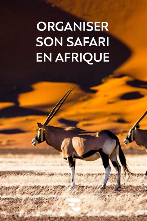 Quelle Agence Pour Organiser Votre Safari Sur Mesure En Afrique