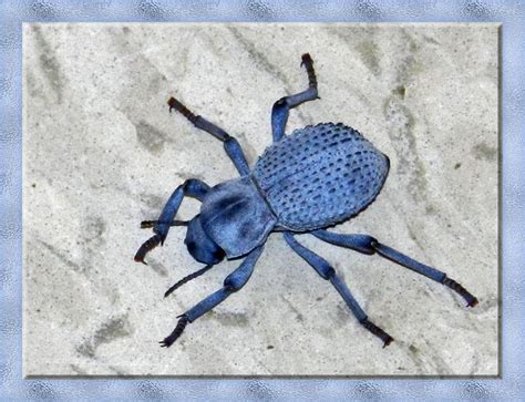 Live Desert Ironclad Beetle Blue Death Feigning Beetle Educational