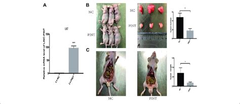 Linc Pint Suppressed Tumor Invasion And Migration Of Gbm Cell Lines