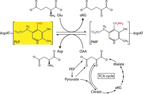 Aspartate Synthesis In Salmonella Enterica Relies On Plpdependent