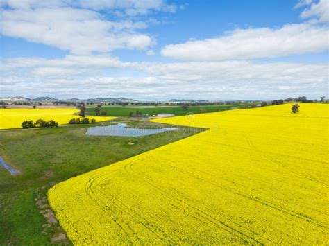 Aerial View Of Canola And Grazing Fields Stock Photo Image Of