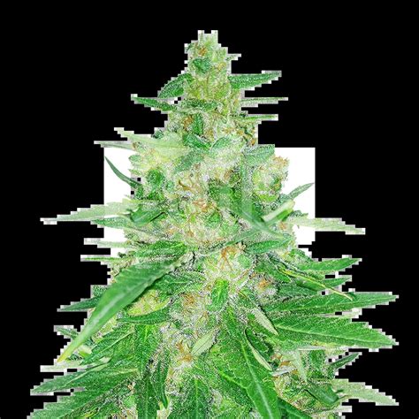 Critical Mass Autoflower Seeds Bulk Sale BulkSeedShop