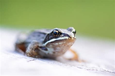 Un Sapo Europeo N Adulto Bufo Bufo Sentado En El Suelo En El Jard N