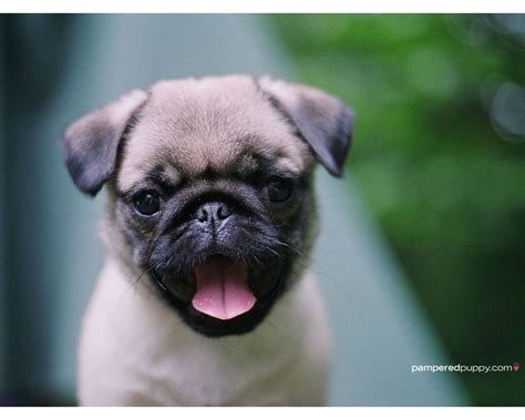 Cute Baby Pug Wallpaper Baby Pugs Cute Pug Puppies Puppy Dog