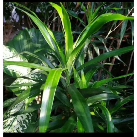 Jual Daun Suji Super Suji Pewarna Alami Indonesia Shopee Indonesia