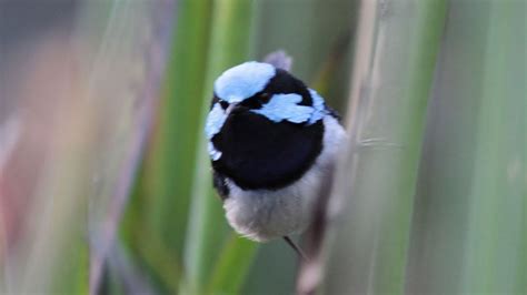 Blue Wren Youtube