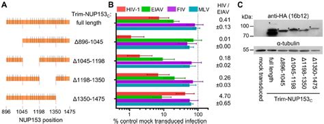 Different Nup153 C Sub Regions Mediate Trim Nup153 C Restriction Of