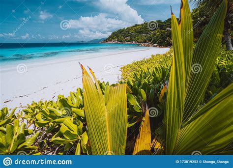 Green Tropical Palm Leaves Foliage In Front Of Beautiful Exotic Beach