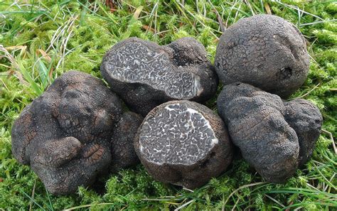 Tuber Melanosporum Gu A Completa De Identificaci N De Hongos