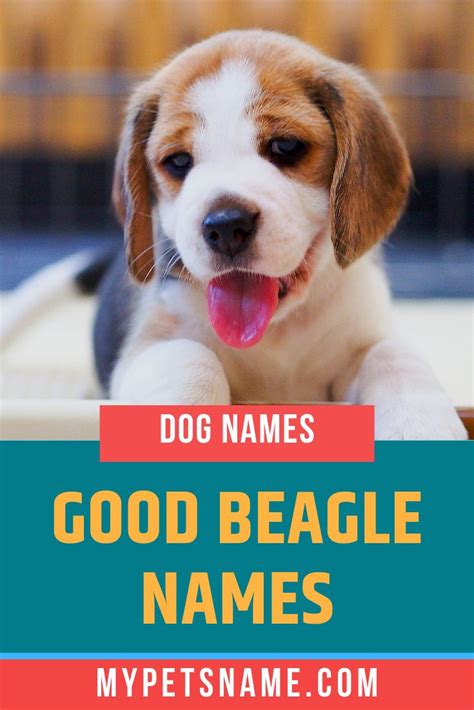 Good Beagle Names | Beagle names, Girl dog names, Girl pet names