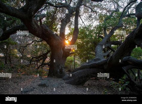 Gnarled Oak Trees Like This One Sit On Ring Mountain In Marin County