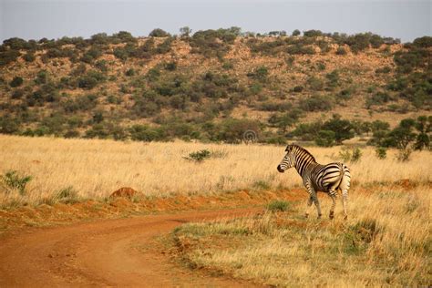 Zebra Stock Photo Image Of Live Mountains Zebras Wildlife 76233086