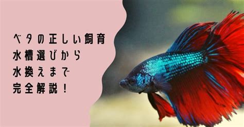 【ベタの特徴・水槽・エサ選びから水換えなどを完全解説！】熱帯魚ベタの飼育！正しく飼い始めるには？｜ゆうきアクア