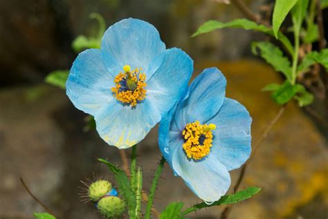 9 Beautiful Blue Perennial Flowers For Your Backyard