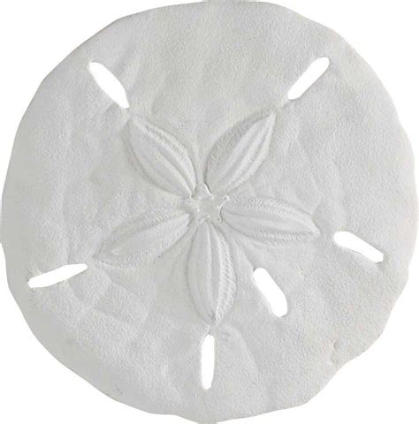 Sand Dollar Wall D Cor With Images Accent Wall Wall Decor Decor