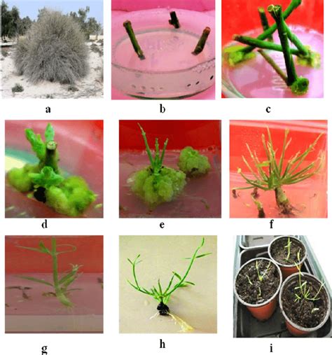 Stages Of In Vitro Plant Regeneration Via Direct Organogenesis From