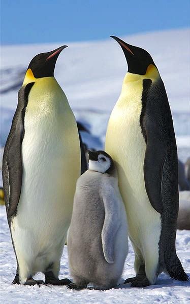 今日は何の日・・・世界ペンギンの日 Ja1jycのブログオーイ）