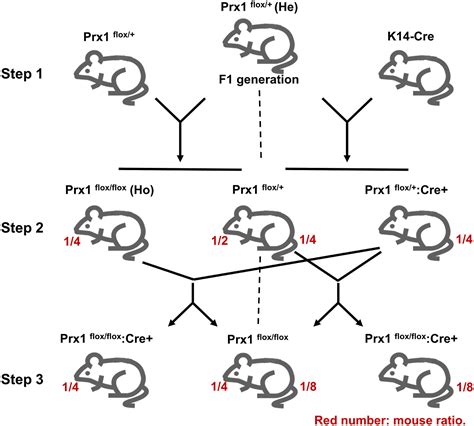 Conditional Knockout Mouse Model Reveals A Critical Role Of