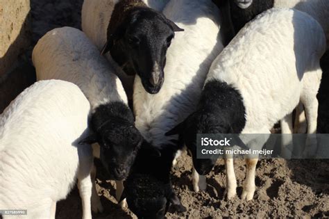 Blackhead Persian Sheep Stock Photo - Download Image Now - Africa ...