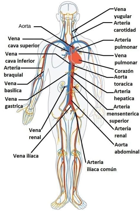 Aparato Circulatorio O Sistema Circulatorio Del Cuerpo Humano