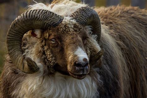 Icelandic Ram Sheep Breeds, Toba, Fluffy Animals, Bovine, Beautiful ...