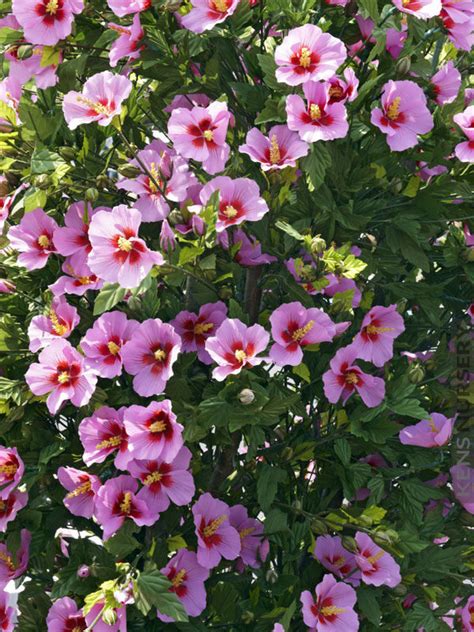 Cold Hardy Aphrodite Hibiscus Rose Of Sharon Kens Nursery