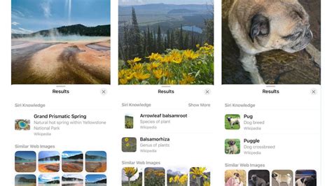 How to use ‘Visual Look Up’ feature on iOS 17 to find information ...