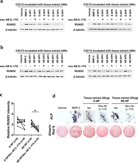 The Effect Of Il 17a Neutralization On Runx2 Expression In C2c12 Cells