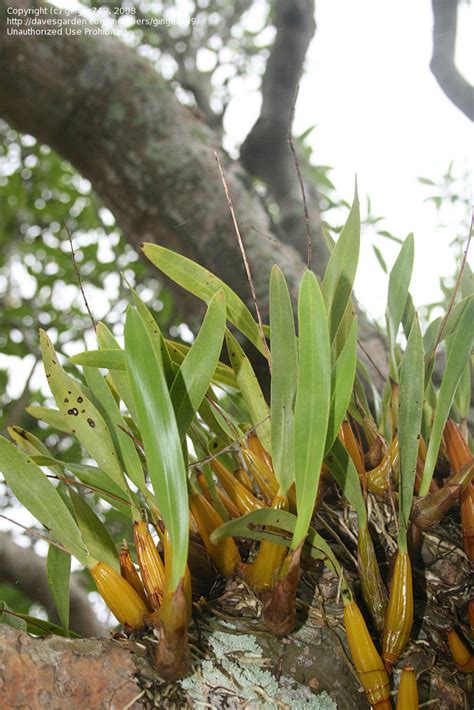 Plantfiles Pictures Species Orchid Lily Of The Valley Orchid Single