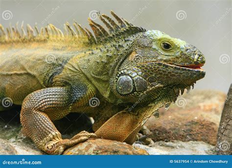 Iguana Stock Photo Image Of Africa Female Colored Dragoon 5637954