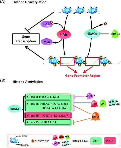 Regulation Of Histone Acetylation By HATs HDACs And HDACis In MDD A