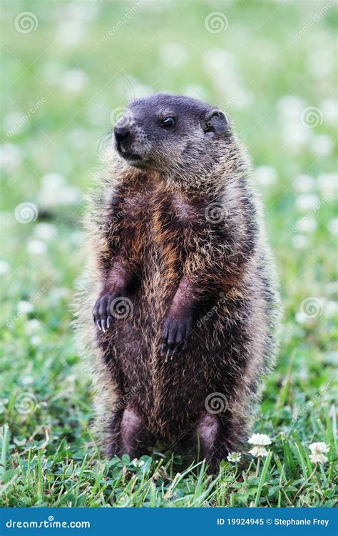 Groundhog Stock Image Image Of Daytime Eastern Land 19924945