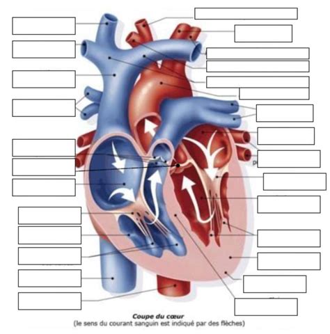 Le Coeur Diagram Quizlet