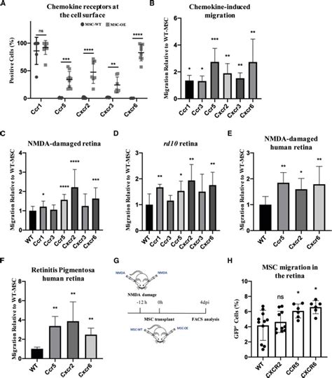 The Chemokine Receptors Ccr5 And Cxcr6 Enhance Migration Of Mesenchymal