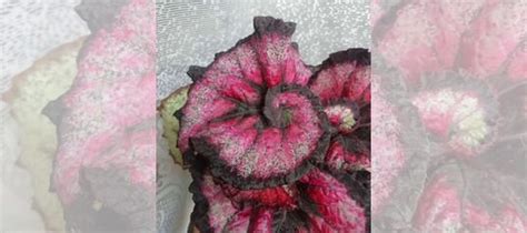 Бегония купить в Новосибирске | Товары для дома и дачи | Авито