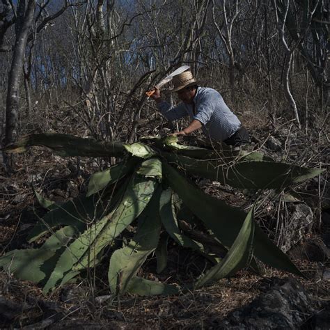 Wild agave plants that make the best mezcal are getting harder to find - Washington Post