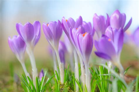Crocus - Signification Des Fleurs