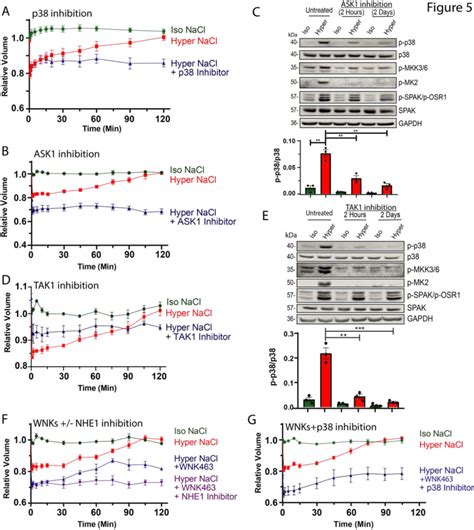 Long Term P38 Or Wnks And Nhe1 Inhibition Attenuates Rvi