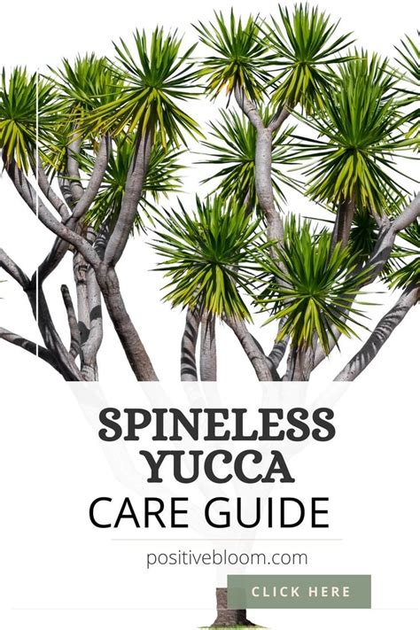 Check Out These Tips For Taking Care Of Your Spineless Yucca Plant