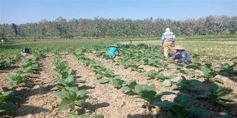 Berita Foto Petani Tembakau Bertahan Di Tengah Cuaca Yang Tak Menentu