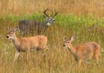 Discover Antlers: How big? Why they fall off? - Naturally North Idaho