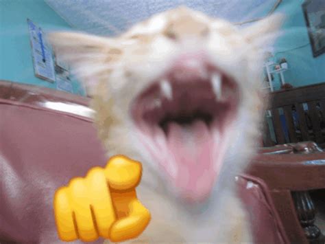 Laughing Laughing Cat Meme - Laughing Laughing cat Cat laughing meme ...