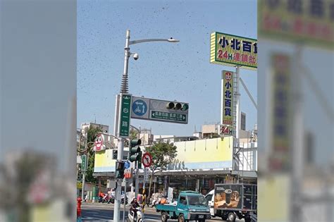 外送員等紅綠燈抬頭一片霧茫茫 上萬隻蜜蜂盤旋、手腕被螫傷 上報 焦點