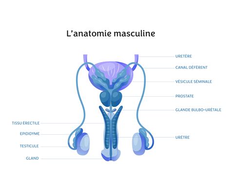 L Anatomie Masculine Intimy