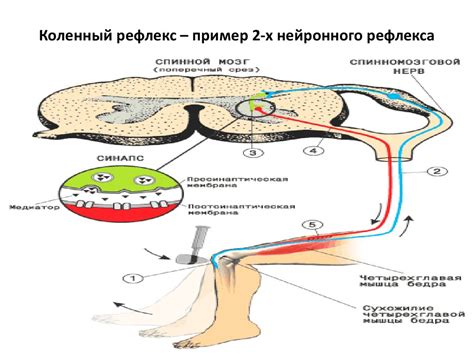 Загальна фізіологія нервової системи - презентация онлайн