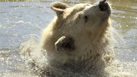 Rare White Bear At Discovery Wildlife Park Youtube