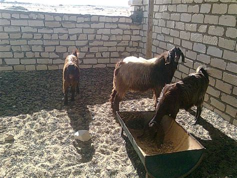 Rahmani Sheep Shami Goats And More Ain Musa Farm Shami Goats South