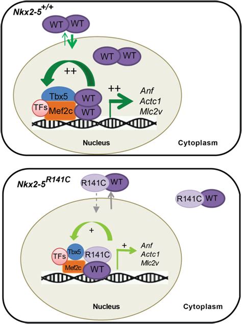 In Vitro Modeling Of Congenital Heart Defects Associated With An Nkx2‐5